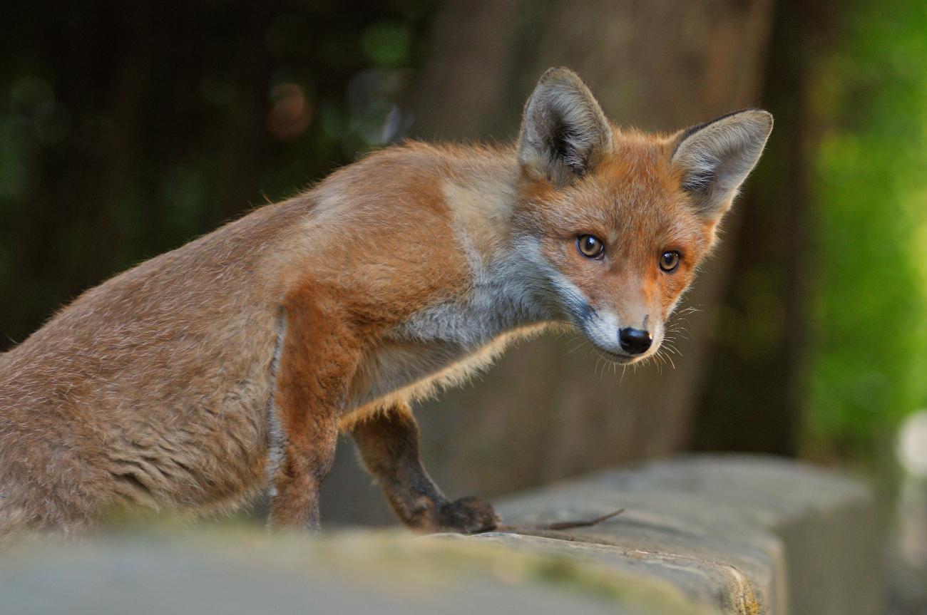 Fox | NatureScot